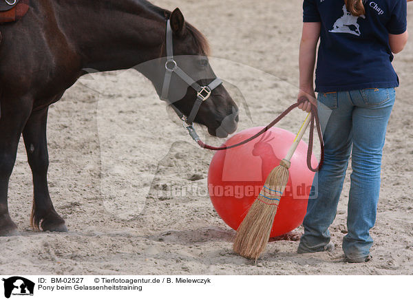 Pony beim Gelassenheitstraining / pony / BM-02527