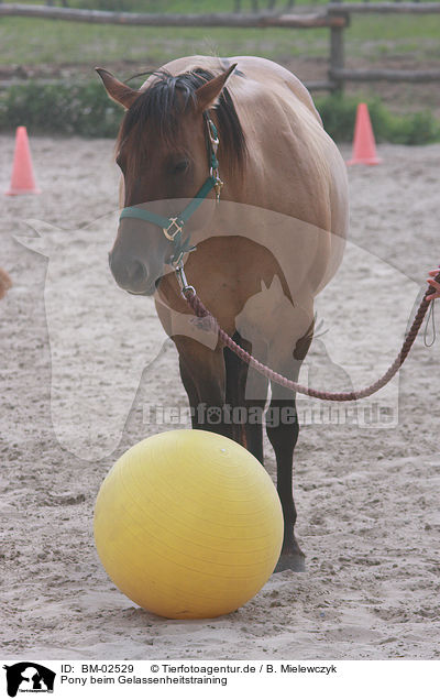 Pony beim Gelassenheitstraining / pony / BM-02529