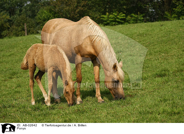 Ponys / Ponies / AB-02642