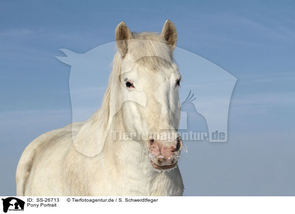 Pony Portrait / SS-26713