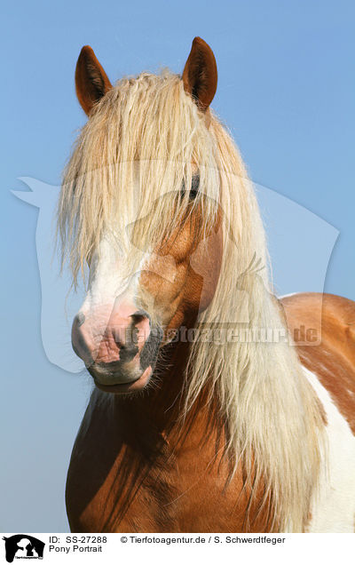 Pony Portrait / SS-27288