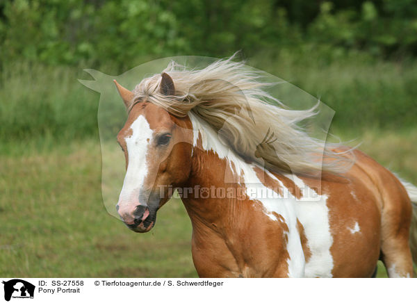 Pony Portrait / Pony Portrait / SS-27558