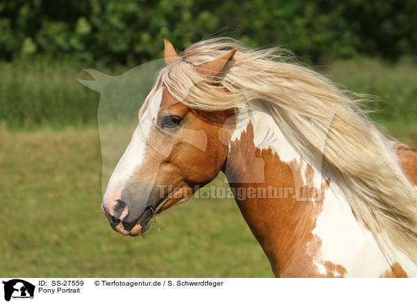 Pony Portrait / Pony Portrait / SS-27559