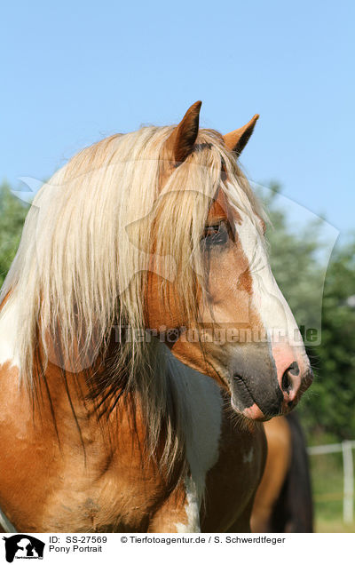 Pony Portrait / Pony Portrait / SS-27569