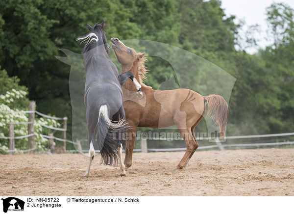 2 Junghengste / 2 young stallions / NN-05722