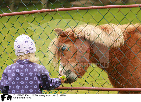 Kind fttert Pony / child is feeding pony / PM-05504