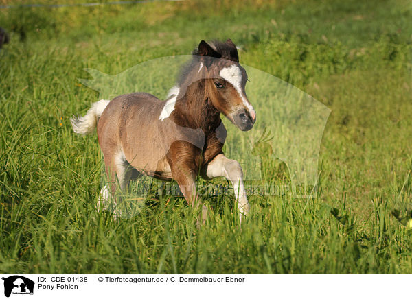 Pony Fohlen / Pony foal / CDE-01438