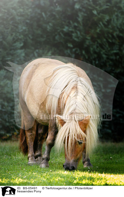 fressendes Pony / eating Pony / BS-05491