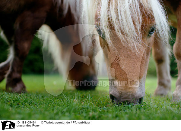 grasendes Pony / browsing Pony / BS-05494