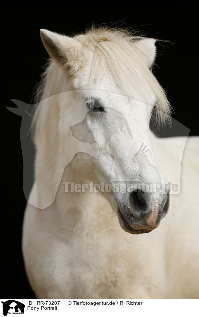 Pony Portrait / Pony Portrait / RR-73207