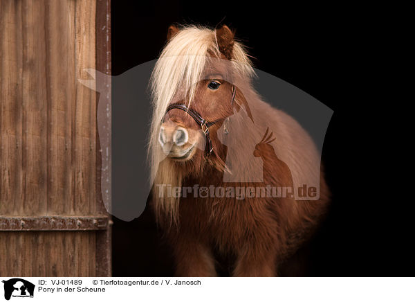Pony in der Scheune / VJ-01489