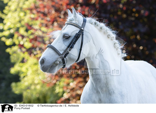 Pony Portrait / EHO-01602