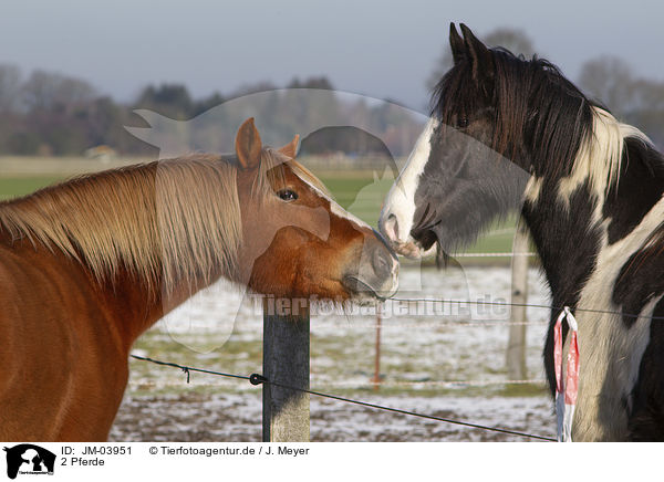 2 Pferde / 2 horses / JM-03951