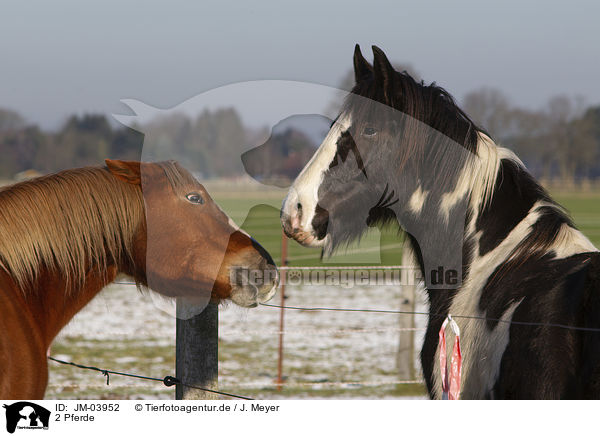 2 Pferde / 2 horses / JM-03952
