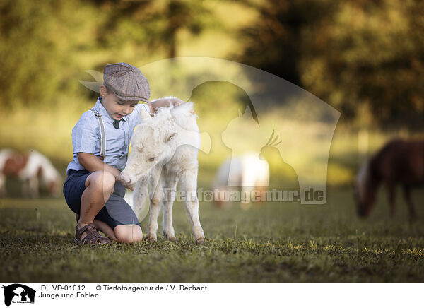 Junge und Fohlen / VD-01012