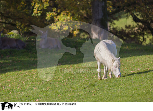 Pony / Pony / PW-14563