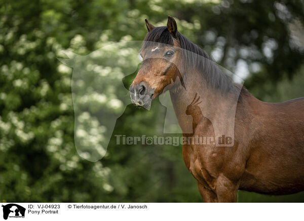 Pony Portrait / Pony Portrait / VJ-04923