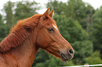 Pony Portrait