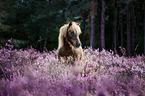 Pony in der Heide