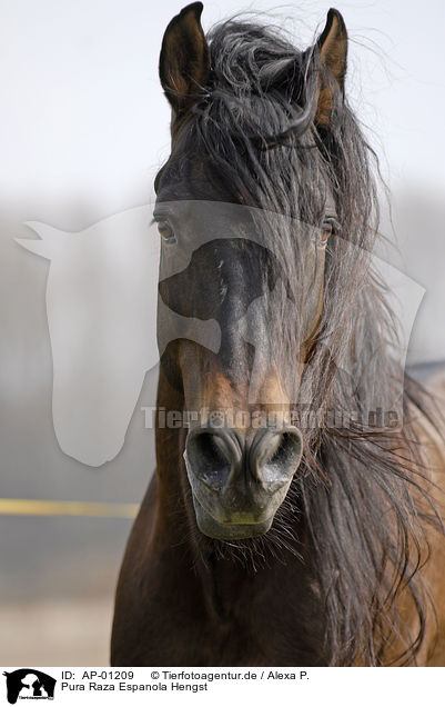 Pura Raza Espanola Hengst / Stallion / AP-01209