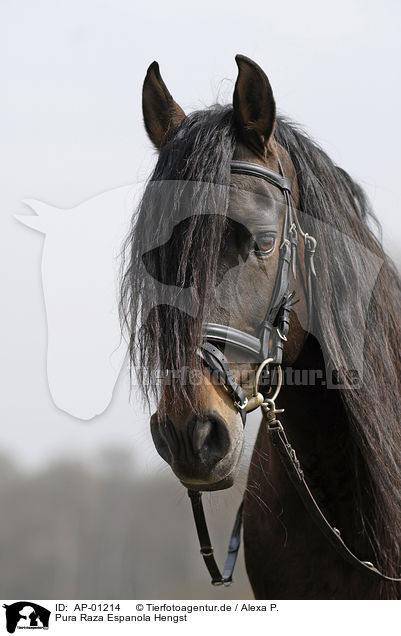 Pura Raza Espanola Hengst / Stallion / AP-01214