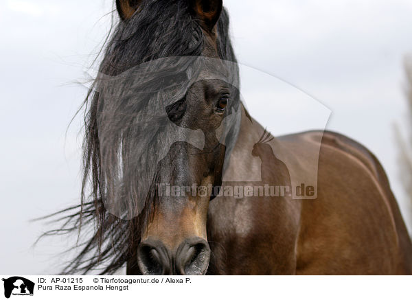 Pura Raza Espanola Hengst / Stallion / AP-01215