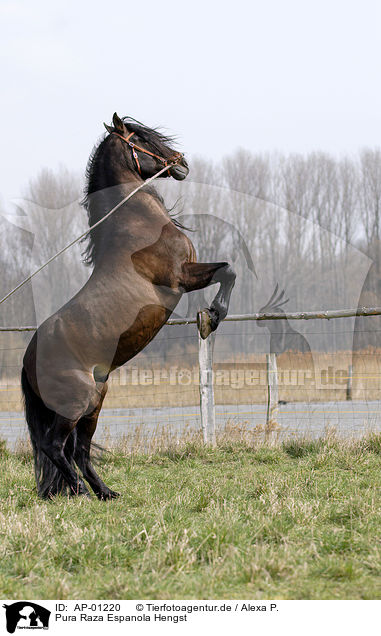 Pura Raza Espanola Hengst / Stallion / AP-01220