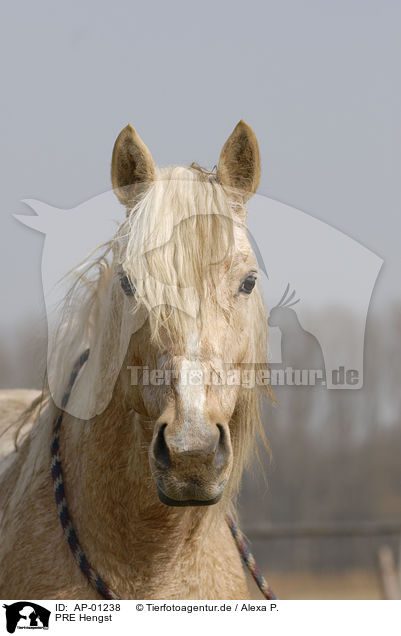 PRE Hengst / PRE stallion / AP-01238