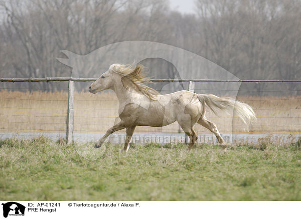PRE Hengst / PRE stallion / AP-01241