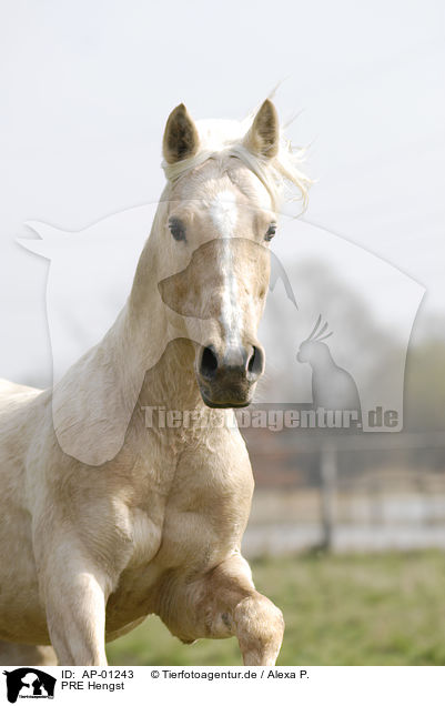PRE Hengst / PRE stallion / AP-01243