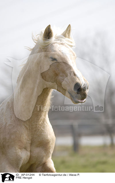 PRE Hengst / PRE stallion / AP-01244