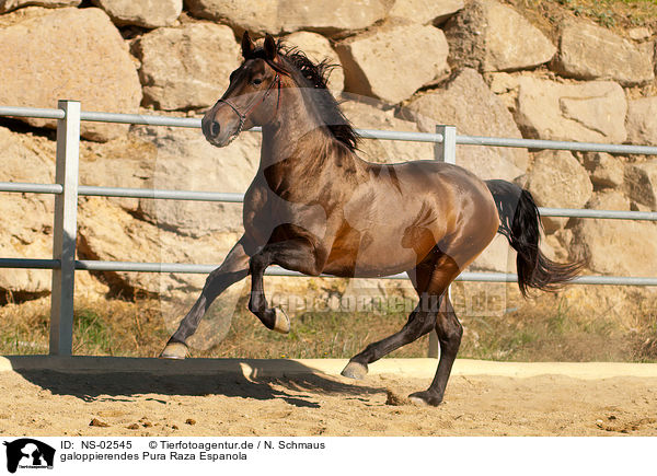 galoppierendes Pura Raza Espanola / galloping PRE / NS-02545