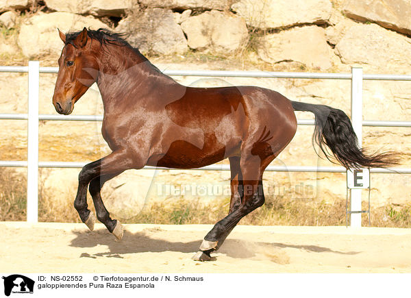 galoppierendes Pura Raza Espanola / galloping PRE / NS-02552