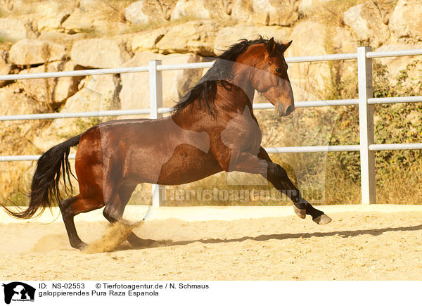 galoppierendes Pura Raza Espanola / galloping PRE / NS-02553