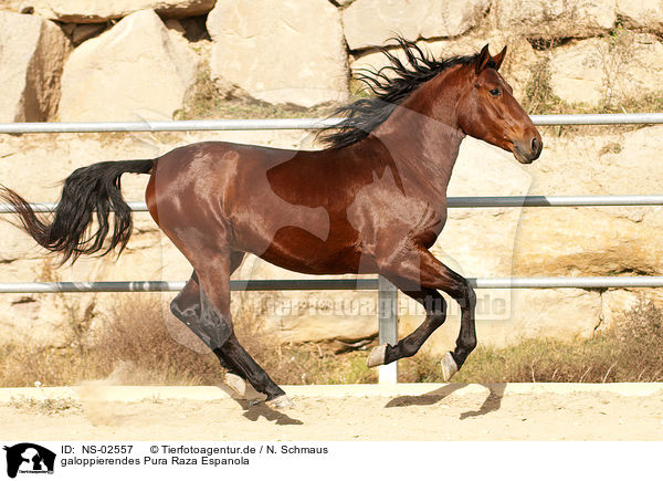 galoppierendes Pura Raza Espanola / galloping PRE / NS-02557