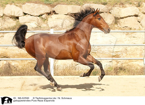 galoppierendes Pura Raza Espanola / galloping PRE / NS-02590