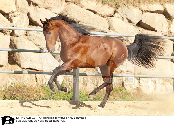 galoppierendes Pura Raza Espanola / galloping PRE / NS-02592