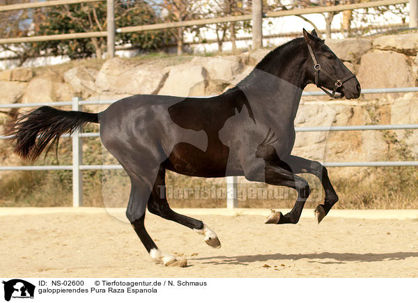 galoppierendes Pura Raza Espanola / galloping PRE / NS-02600