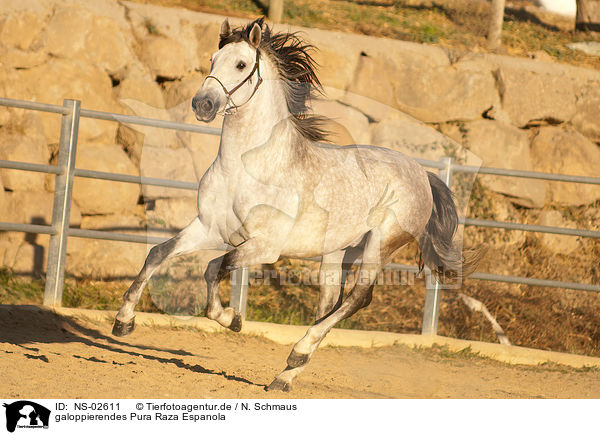 galoppierendes Pura Raza Espanola / galloping PRE / NS-02611