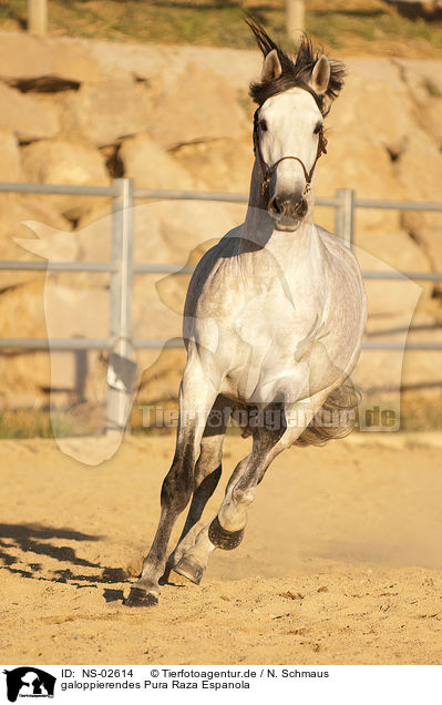 galoppierendes Pura Raza Espanola / galloping PRE / NS-02614