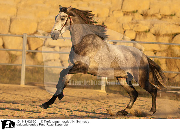 galoppierendes Pura Raza Espanola / galloping PRE / NS-02620