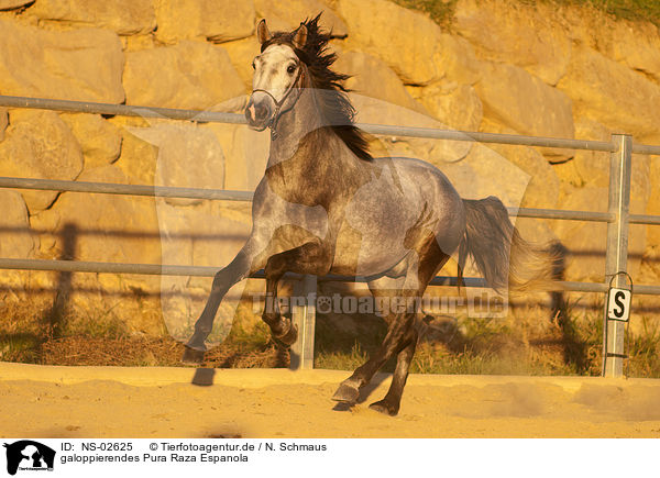 galoppierendes Pura Raza Espanola / galloping PRE / NS-02625
