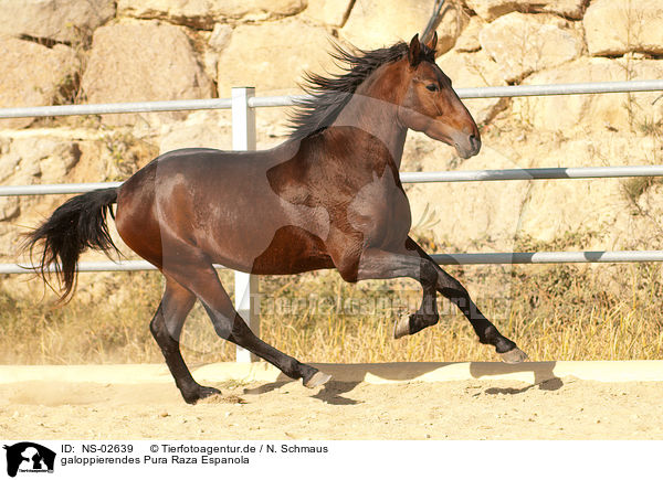 galoppierendes Pura Raza Espanola / galloping PRE / NS-02639