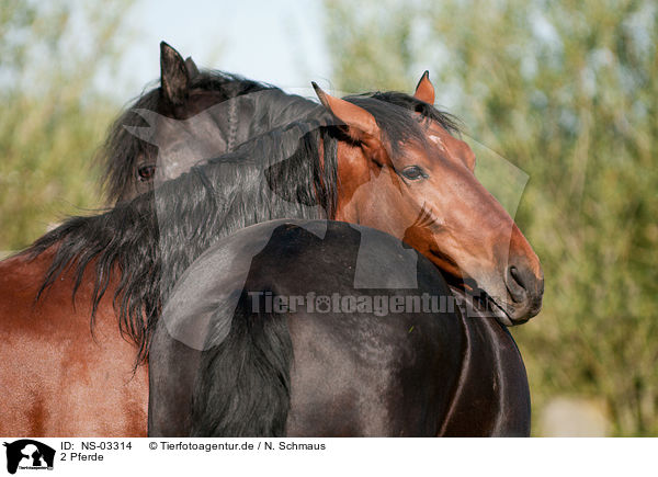 2 Pferde / 2 horses / NS-03314