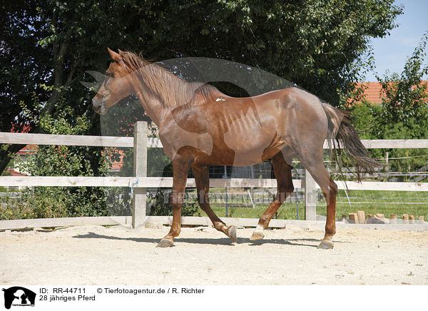 28 jhriges Pferd / 28 years old horse / RR-44711