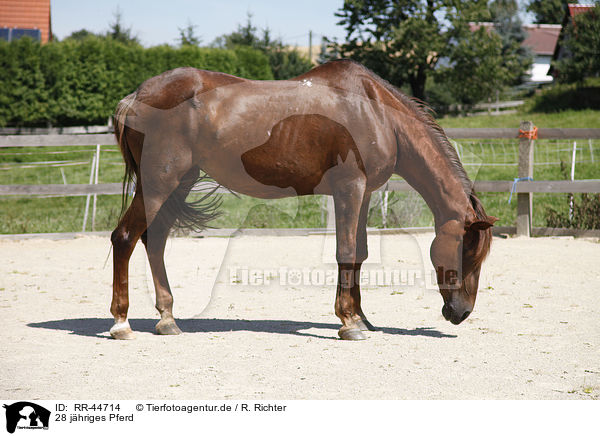 28 jhriges Pferd / 28 years old horse / RR-44714