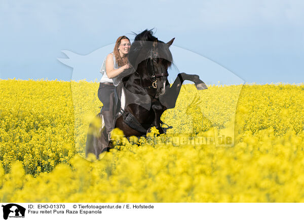 Frau reitet Pura Raza Espanola / woman rides Pura Raza Espanola / EHO-01370