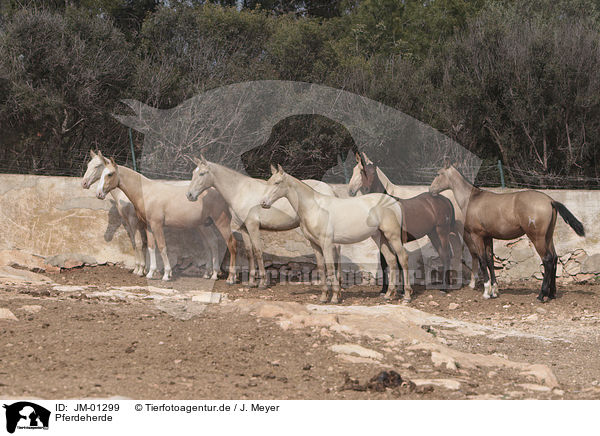 Pferdeherde / herd of horses / JM-01299