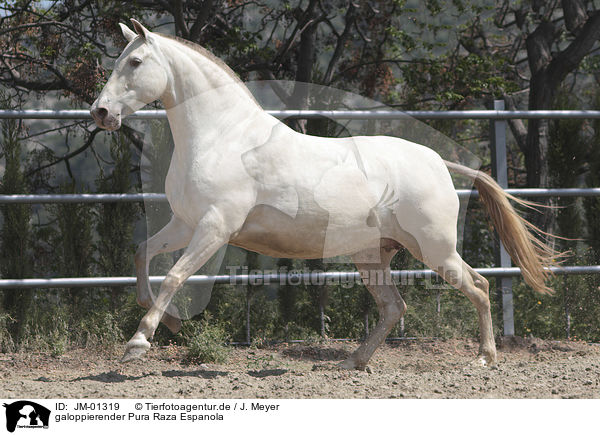 galoppierender Pura Raza Espanola / galloping Pura Raza Espanola / JM-01319