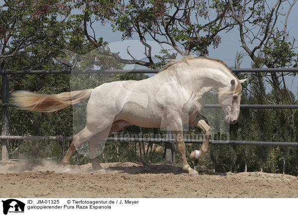 galoppierender Pura Raza Espanola / galloping Pura Raza Espanola / JM-01325